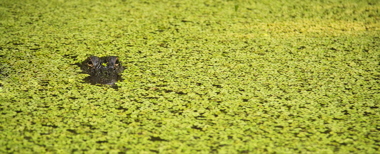 新型コロナウイルス感染症がもたらした新たな不正リスクとの闘い